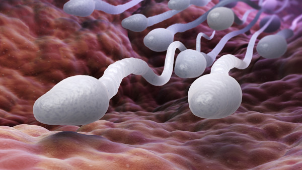 精子常规检查怎么取样