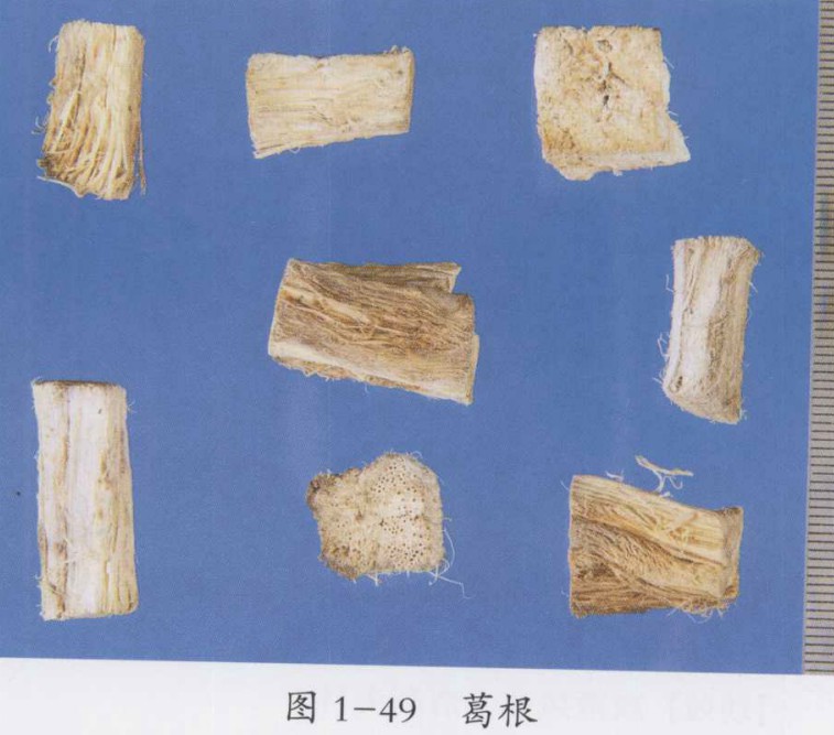 白头翁汤,葛根芩连汤化裁治疗湿热痢疾