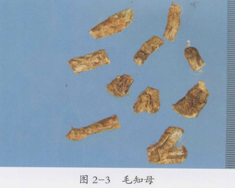 桂枝芍药知母汤加减治疗两膝关节疼痛