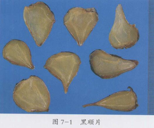 黄芪桂枝五物汤、桂枝附子汤、当归补血汤加减治疗多发性动脉炎