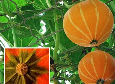 夏天老年人该如何饮食,夏天老人吃什么好