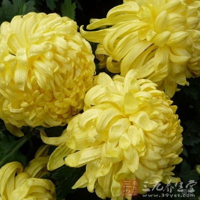 灭蚊偏方小妙招，食疗预防蚊虫叮咬的方法大全