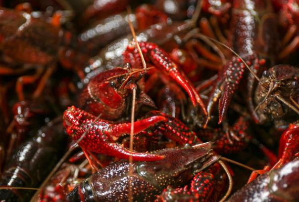 吃小龙虾可以吃芒果吗 过量吃易出现过敏反应