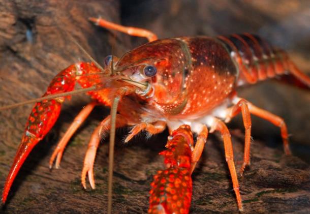 小龙虾死了几个小时能吃 刚死的小龙虾怎么处理