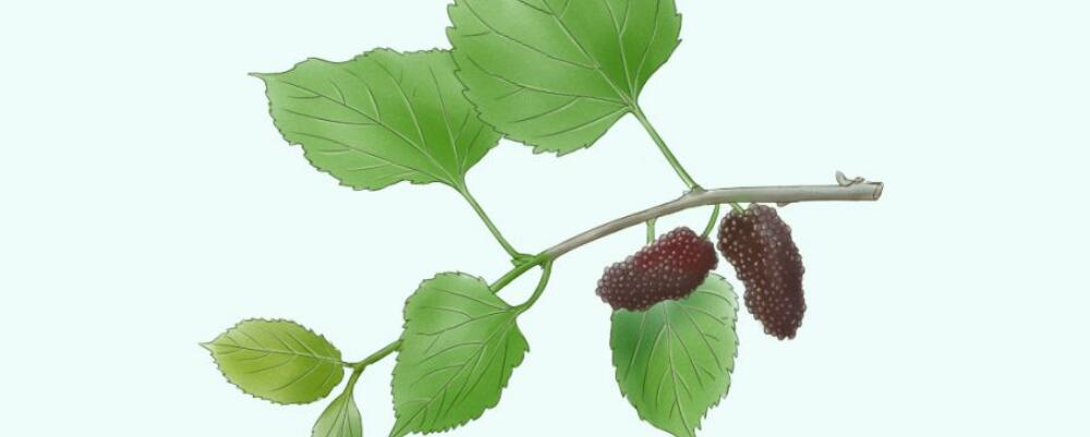 桑椹功效和作用