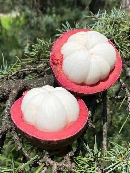 山竹的功效与作用