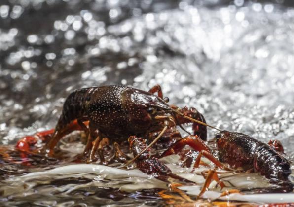 吃小龙虾过敏怎么办 停止食用清淡饮食及时就医