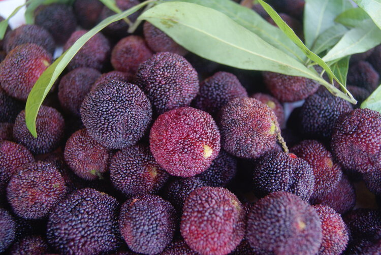 杨梅里面如果有虫子，还可以吃吗？