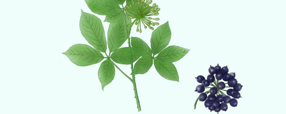 刺五加功效作用与主治功能