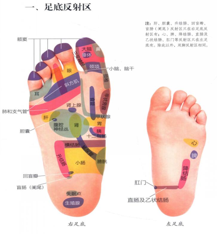 足底反射区图片