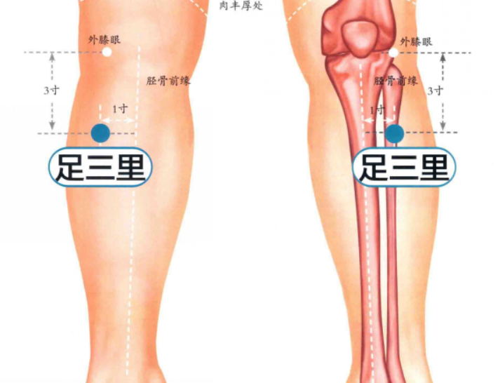 足三里的准确位置图片,足三里穴的功效与主治