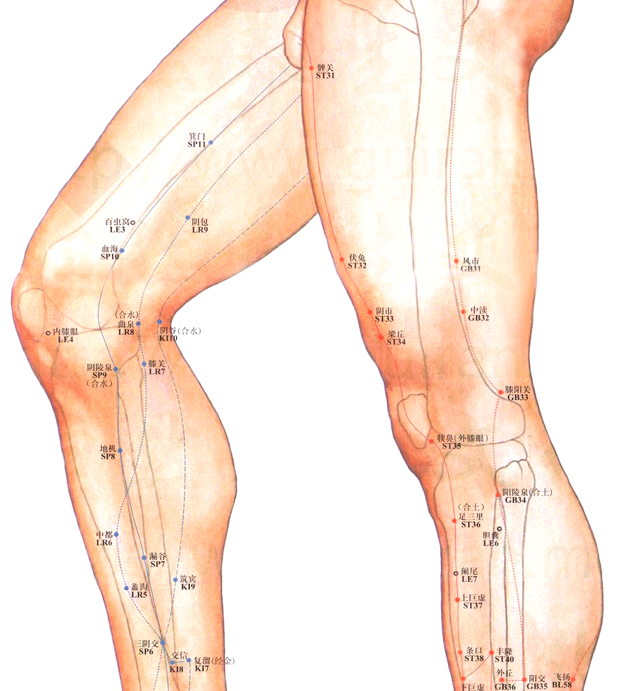 血海穴的准确位置图，血海穴位的作用