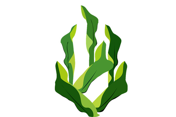 甲亢不能吃什么 甲亢的禁忌食物