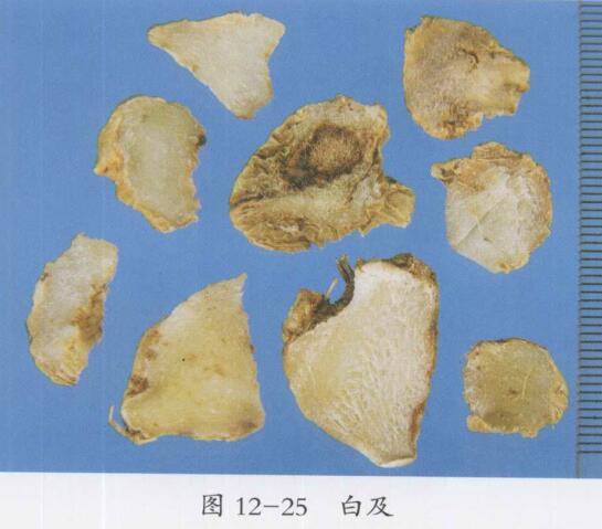 治疗咯血、吐血、肺虚咳嗽的药膳食疗方