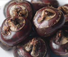 清热解暑，治疗发热的食疗药膳方