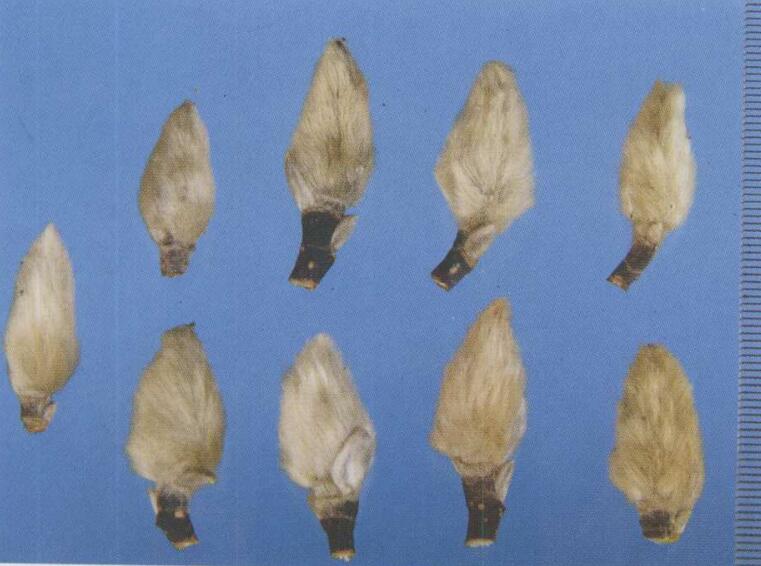 辛夷花的功效与作用