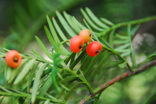 红豆杉的功效与作用