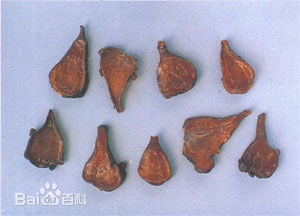 天雄的功效与作用