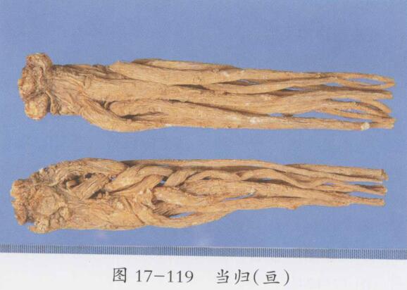 消除和控制肾炎尿蛋白的常用中药