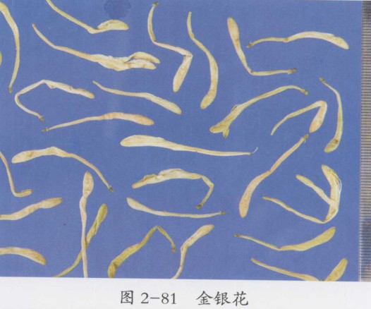 中医治疗急性肾炎的用药规律