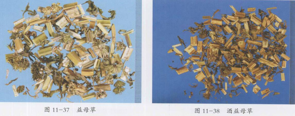 益母草的功效与作用