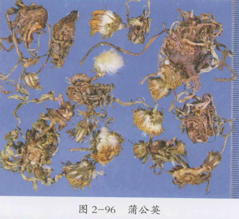 蒲公英的功效与作用及食用方法,蒲公英的副作用与禁忌