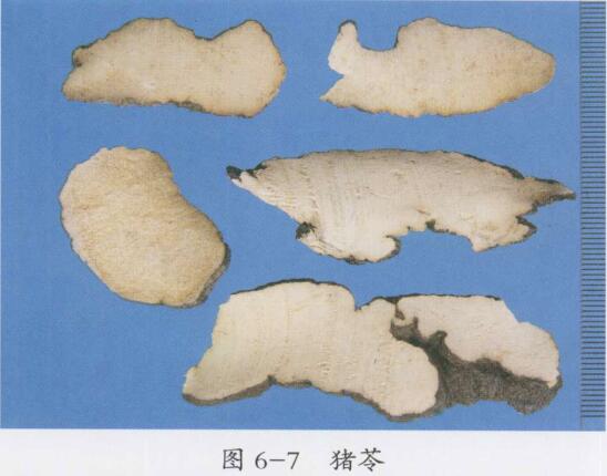 猪苓的功效与作用及禁忌,中药猪苓图片