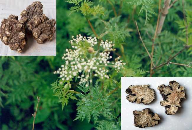 川芎的功效与作用,川芎的副作用及禁忌,中药川芎图片