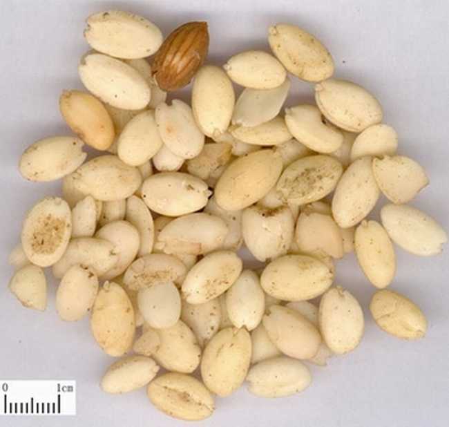 桃仁的功效与作用及禁忌,中药桃仁图片