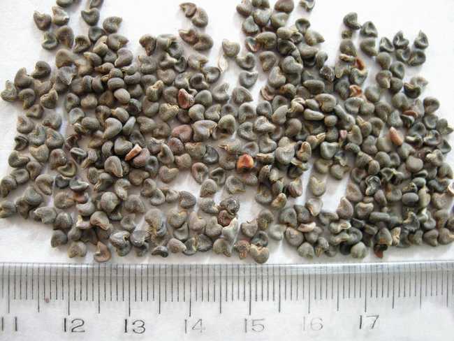 冬葵子的功效与作用及禁忌,冬葵子别名,冬葵子图片