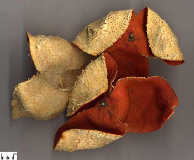 橘皮(陈皮)的功效与作用,中药橘皮图片