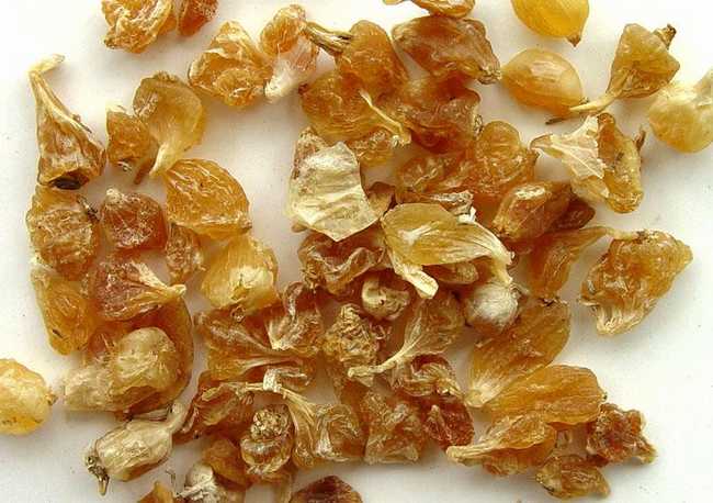 薤白的功效与作用及禁忌,中药薤白图片