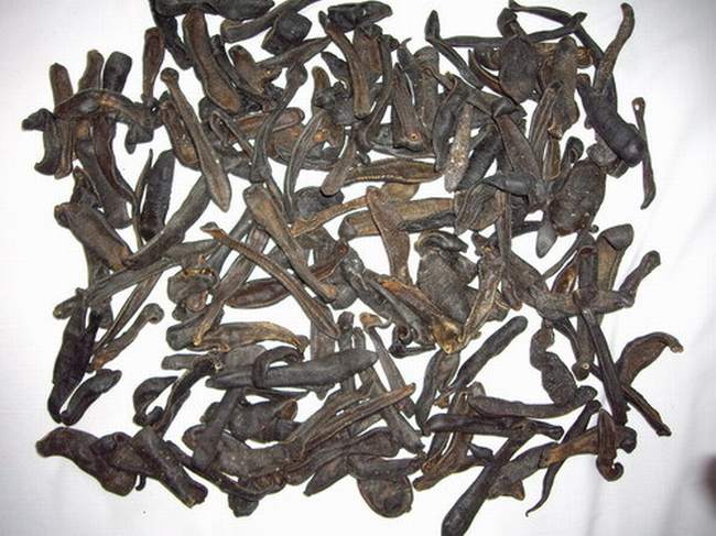 水蛭的功效与作用及禁忌,水蛭的药用价值,中药水蛭图片