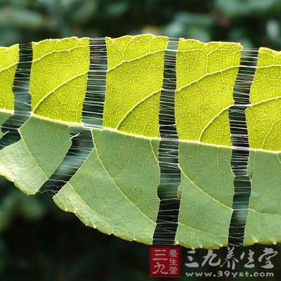 杜仲的功效与作用及食用方法,杜仲的副作用与禁忌