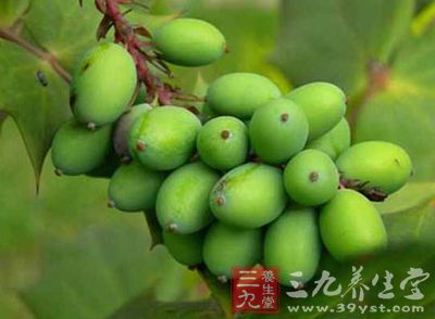 胖大海的功效与作用,胖大海的副作用与禁忌,中药胖大海图片