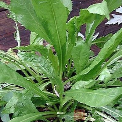 菊苣的功效与作用,菊苣的做法吃法大全