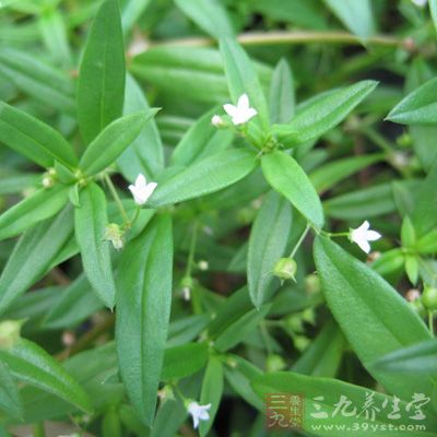 白花蛇舌草的功效与作用,白花蛇舌草图片大全,副作用与禁忌