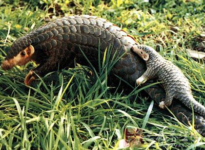 穿山甲的功效与作用及食用方法，穿山甲鳞片的药用价值