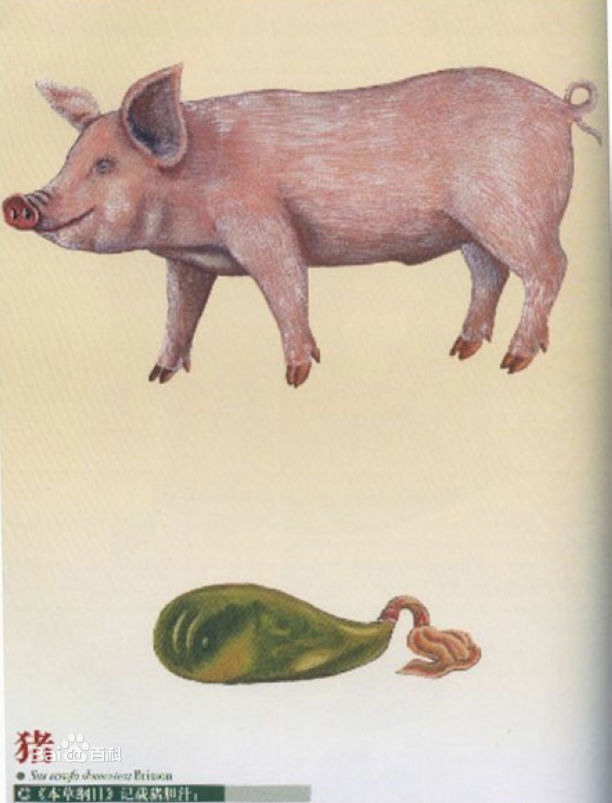 猪胆汁的功效与作用,猪胆汁的偏方大全