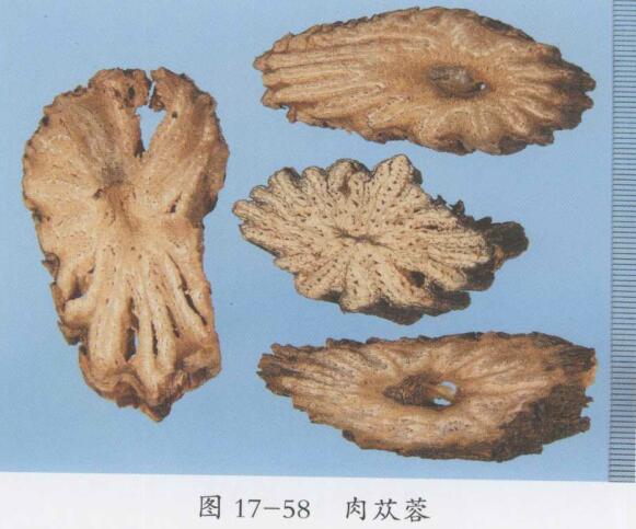 肉苁蓉的功效与作用,功能主治及用量