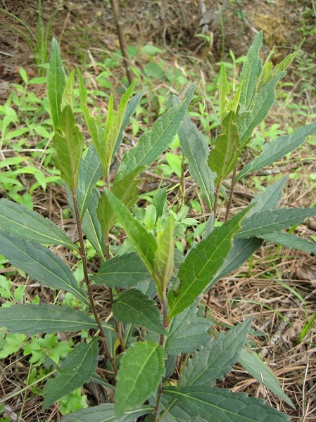 五香草的功效与作用