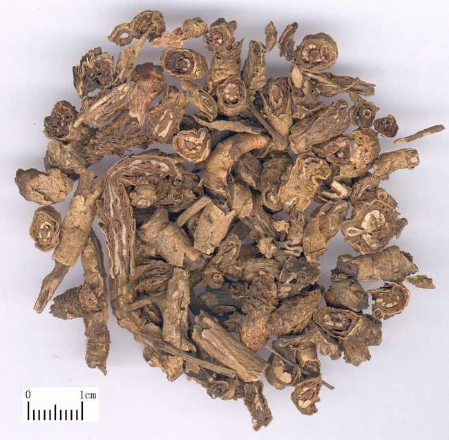 黄连的功效与作用,黄连的副作用与禁忌,中药黄连图片