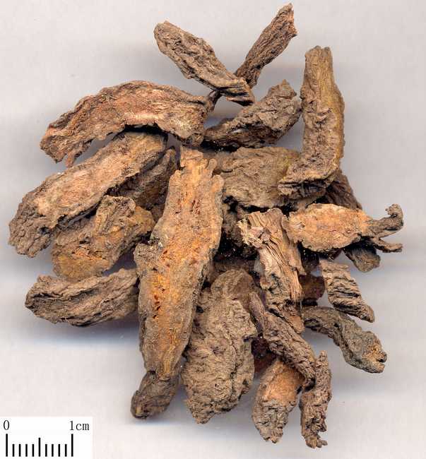 大戟的别名,大戟的功效与临床应用,中药大戟图片