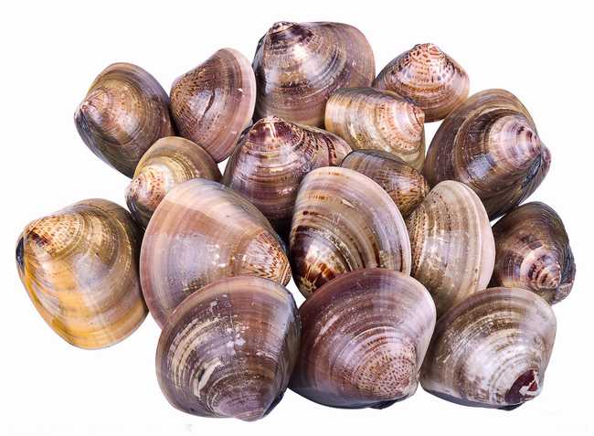 文蛤的功效与作用,中药文蛤图片