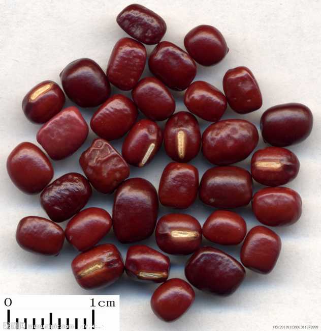 赤小豆的功效与作用及食用方法,赤小豆的副作用与禁忌,中药赤小豆图片