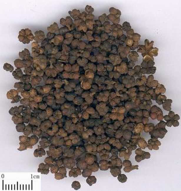 吴茱萸的功效与作用,吴茱萸的副作用与禁忌,中药吴茱萸图片