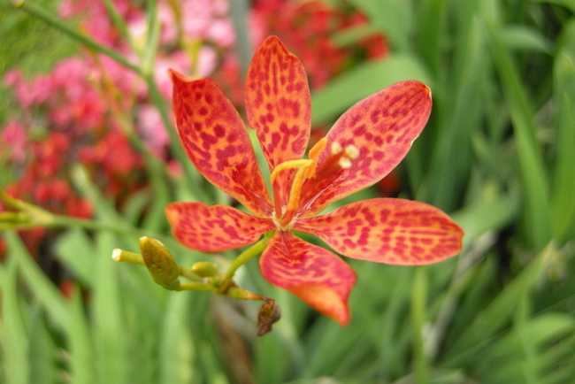 射干的功效与作用,中药射干图片