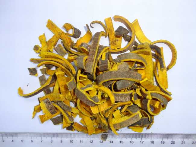 黄柏的功效与作用,中药黄柏图片