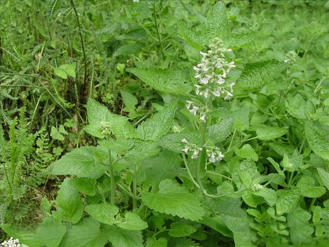 荆芥的功效与作用及食用方法