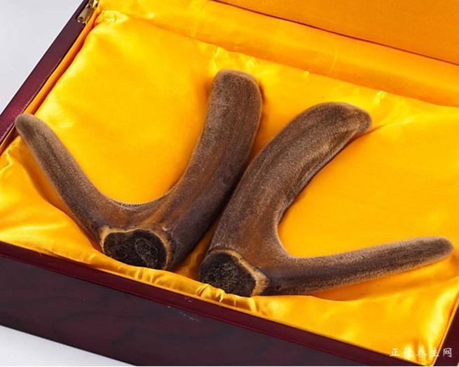 鹿茸的功效与作用及禁忌